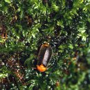 반딧불이 이미지