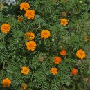 북하리 마을회관 이미지