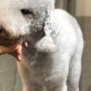 봉이네 애견미용 이미지