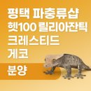 평택 파충류샵 헷100 릴리아잔틱 크레스티드 게코 분양 후기 (두 번째 분양)