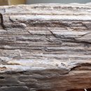 화석(규화목) 이미지