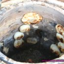 옹기만두 이미지