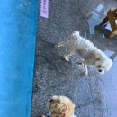 개들랜드 이미지