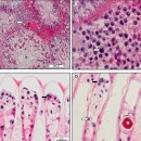 참게의 Hematodiniuim perezi genotype I 감염 이미지