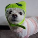 동물보육원 | 안산강아지무료분양 후기 동물보육원 상담부터 입양까지