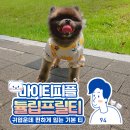 강아지여름옷 봄나들이 귀여운 옷 추천 마이티피플 튤립프릴티셔츠