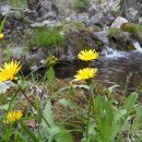 한반도면-4 이미지