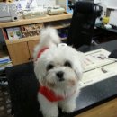 자양동물병원 이미지