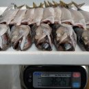 자반고등어 이미지