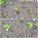 토마토빌리지펜션 이미지