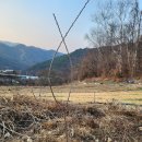 체리나무묘목 라핀체리 결실주 심었어요