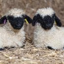 대왕목장 이미지