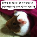 꽃순이PC 이미지