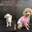 루이앤독 이미지