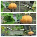 호박집 이미지