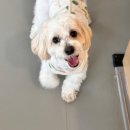 개나리 애견유치원 이미지