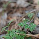 개구리발톱 Semiaquilegia adoxoides (DC.) Makino 종 이미지