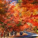 단풍농장 이미지