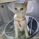 중부동물병원 이미지