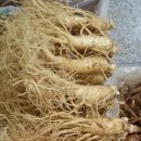 금산인삼 이미지