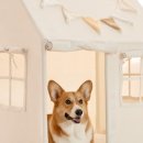 초이스펫 이미지