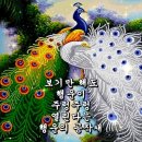 안씨고집 이미지