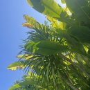 오 킴밥 이미지