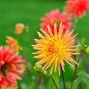 달달리아 이미지