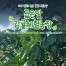 [제주] 곱은달감귤체험농장, 만족도 1000% 체험농장🍊 (주차, 예약, 가격)