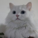 쿠키정원 이미지