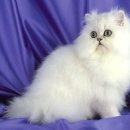 금고양이 이미지