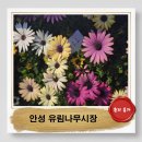 유림-17 | 안성 유림나무시장 남사화훼단지 대신 찾은 묘종 꽃나무쇼핑