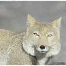 여우요가 네이버블로그