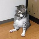 안농 Daum카페