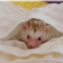 쁘띠샤방 이미지