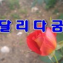 달리다굼