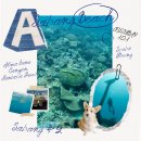 판타지아(FANTASIA) | 필리핀 스쿠버다이빙 사방비치 2일차 (알마제인 캐년 판타지아리프)