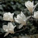 꿈이있는 이미지