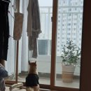 분당,판교 내돈내산 커튼집 @해든창 블라인드
