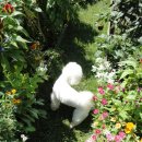 꽃보다강아지 이미지