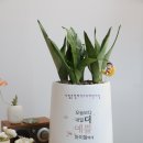 시립아름드리어린이집 | 어린이집 개원 선물 학원 개업 화분 추천 BEST