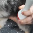 24시SNC동물메디컬센터 이미지