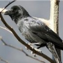 둥지광택 이미지