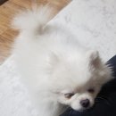 한입주개 이미지