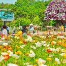 (축제) 함평 나비대축제 가족 여행 추천 이미지