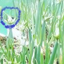 한석천작로 이미지