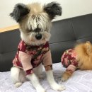 네발총총 이미지