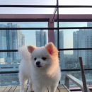 마이달링독 이미지