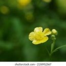 꽃집아재비 이미지