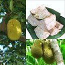 열대 과일 - 잭프루트(jackfruit) 이미지